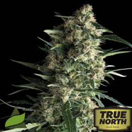 Galaxy FEMINIZED Seeds (Pyramid Seeds)