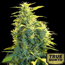 Lennon FEMINIZED Seeds (Pyramid Seeds)