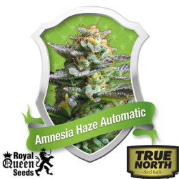 Amnesia Haze Feminized Seeds (Royal Queen Seeds) - CLEARANCE