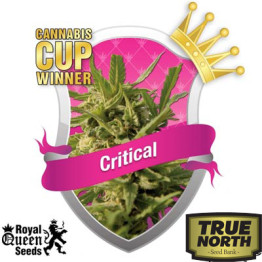 Critical Feminized Seeds (Royal Queen Seeds)