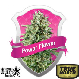 Power Flower Feminized Seeds (Royal Queen Seeds) - CLEARANCE