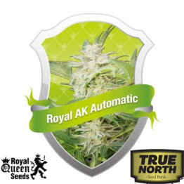 Royal AK Automatic Feminized Seeds (Royal Queen Seeds)