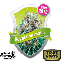 Royal Creamatic Automatic Feminized Seeds (Royal Queen Seeds)