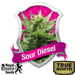 Sour Diesel Feminized Seeds (Royal Queen Seeds)