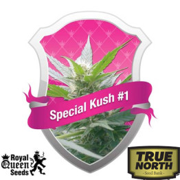 Special Kush #1 Feminized Seeds (Royal Queen Seeds)