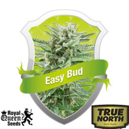 Easy Bud Automatic Feminized Seeds (Royal Queen Seeds)