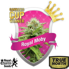 Royal Moby Feminized Seeds (Royal Queen Seeds)