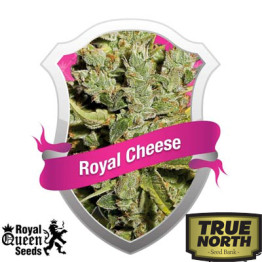 Royal Cheese  FAST Version Feminized Seeds (Royal Queen Seeds)