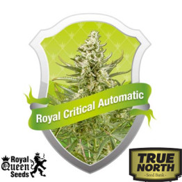 Royal Critical Automatic Feminized Seeds (Royal Queen Seeds) - CLEARANCE