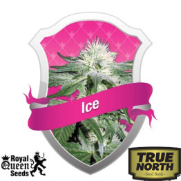 Ice Feminized Seeds (Royal Queen Seeds) - CLEARANCE