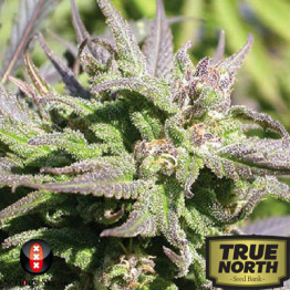 Biddy Early FEMINIZED Seeds (Serious Seeds) 