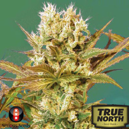 Motavation FEMINIZED Seeds (Serious Seeds)