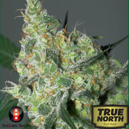 White Russian FEMINIZED Seeds (Serious Seeds) 