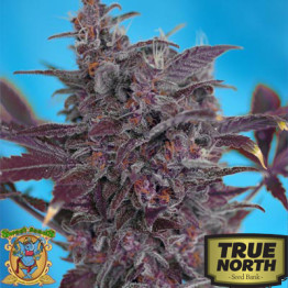 Black Cream Auto Feminized Seeds (Sweet Seeds)