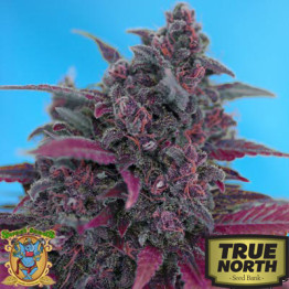 Dark Devil Auto Feminized Seeds (Sweet Seeds)