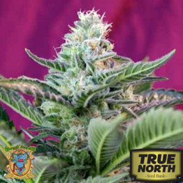 Mohan Ram Auto Feminized Seeds (Sweet Seeds)