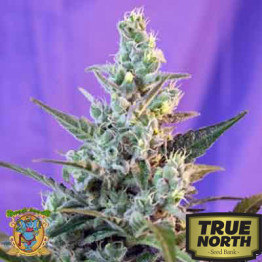 Sweet Skunk Auto Feminized Seeds (Sweet Seeds)