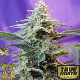 Sweet Special Auto Feminized Seeds (Sweet Seeds)