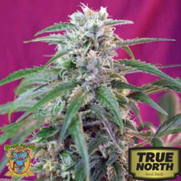 Green Poison Auto Feminized (Sweet Seeds) - CLEARANCE