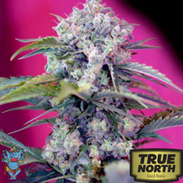 Cream Mandarine Auto Feminized Seeds (Sweet Seeds)