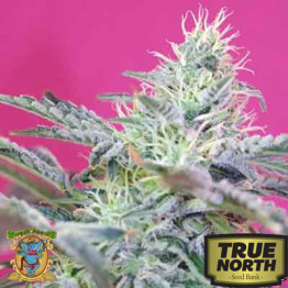 Sweet Cheese FAST Version Feminized Seeds (Sweet Seeds)