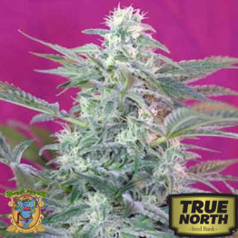 Big Foot Feminized Seeds (Sweet Seeds)