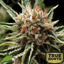 Shark FEMINIZED Seeds (Pyramid Seeds)
