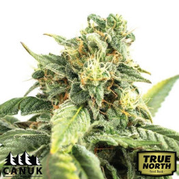 Acid Diesel Feminized Seeds (Canuk Seeds) - ELITE STRAIN