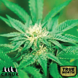 Afghan Hawaiian X Laos X Jamaican Feminized Seeds (Canuk Seeds) - ELITE STRAIN