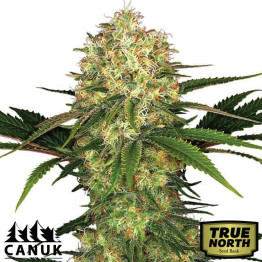 Afghan Kush Feminized Seeds (Canuk Seeds) - ELITE STRAIN