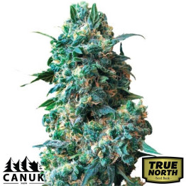 Afghan Kush Regular Seeds (Canuk Seeds) - ELITE STRAIN