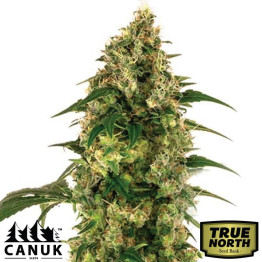 Afghan Kush X Blueberry Feminized Seeds (Canuk Seeds) - ELITE STRAIN