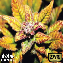 Afghan Kush X Super Skunk Feminized Seeds (Canuk Seeds) - ELITE STRAIN