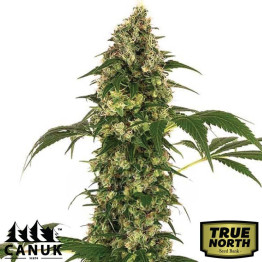 Afghan X Haze Feminized Seeds (Canuk Seeds) - ELITE STRAIN