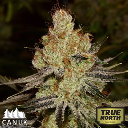 Agent Orange Regular Seeds (Canuk Seeds)