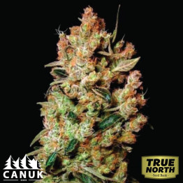 Agent Orange Feminized Seeds (Canuk Seeds) - ELITE STRAIN