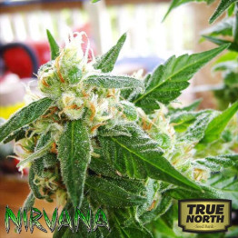 AUTO AK-48 FEMINIZED Seeds (Nirvana Seeds)