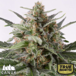 AK x Critical Mass Feminized Seeds (Canuk Seeds)