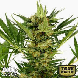 AK Fast Feminized Seeds (Canuk Seeds) 