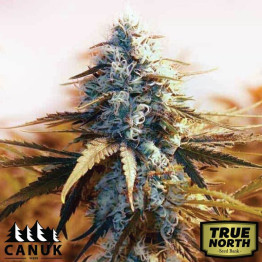 AK 48 Feminized Seeds (Canuk Seeds) - ELITE STRAIN