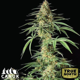 AK 59 Feminized Seeds (Canuk Seeds) - ELITE STRAIN