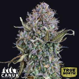 Alaskan Purple Feminized Seeds (Canuk Seeds) - ELITE STRAIN