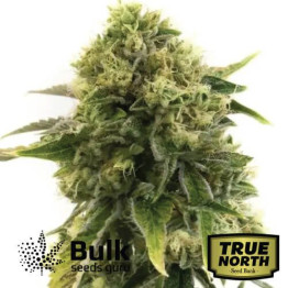 Alien Glue Feminized Seeds (Bulk Seeds Guru) - ELITE STRAIN