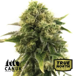 Alien Glue Feminized Seeds (Canuk Seeds)