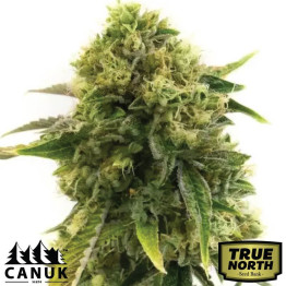 Alien Gorilla Glue Feminized Seeds (Canuk Seeds) - ELITE STRAIN