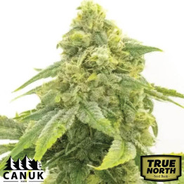 Alien OG Feminized Seeds (Canuk Seeds) - ELITE STRAIN