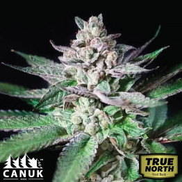 Alien Rock Candy Feminized Seeds (Canuk Seeds) - ELITE STRAIN