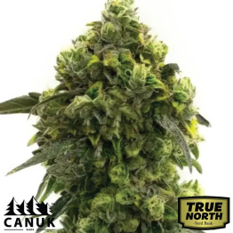 Alien Technology Fast Version Feminized Seeds (Canuk Seeds) - ELITE STRAIN