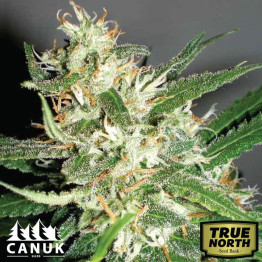 Amnesia Haze Feminized Seeds (Canuk Seeds) - ELITE STRAIN