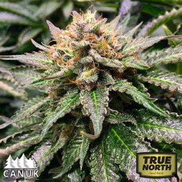 Amnesia Lemon Fast Feminized Seeds (Canuk Seeds) 